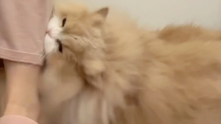 Kind people, naughty cats!