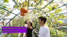 ความสุขปลูกได้ Mission Vegetables วันเสาร์ที่ 26 ก.ค.68 เวลา 14.30 น.