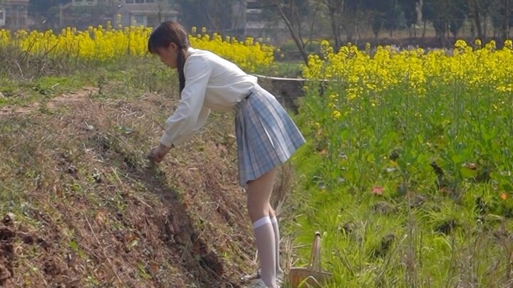 Rau cải xoăn mọc trên bờ ruộng có hương vị cực kỳ đậm đà; nghe nói đến chuyện ăn thịt là tai thỏ dựn