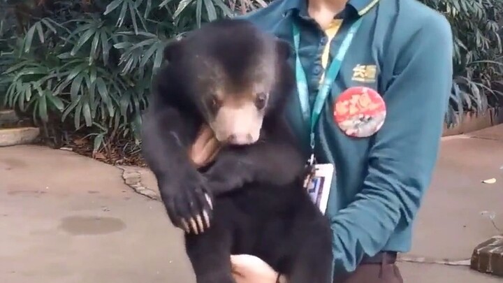 غالبًا ما يتعرض الدُّب الصغير الخائف للتنمّر من الحيوانات الصغيرة، فيعيده المسؤول عن رعايته إلى والد