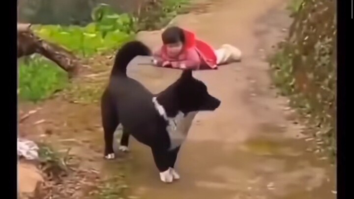 Cười không nhặt được mồm, cô bé đuổi chó té đau, còn chú chó thì nghĩ đi nghĩ lại rồi quay lại, toàn