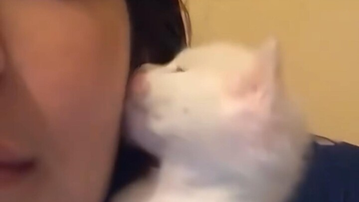 Rich Man and Rich Cat