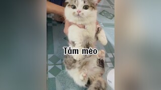 Sáng lại đẹp mèo cute