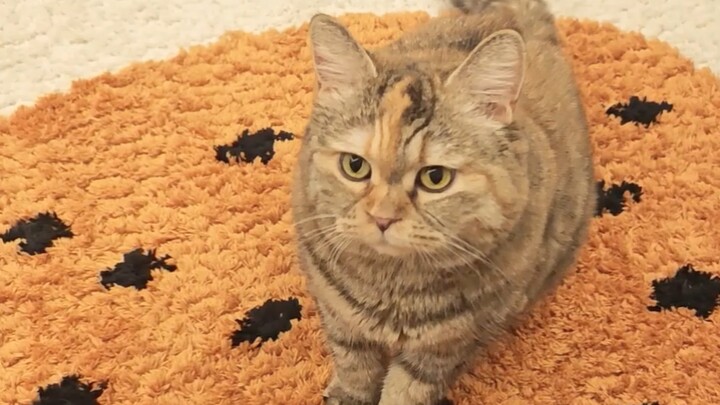 قوانغ دان تصر على تقديم خدمة الأريكة للنوم بجانب السرير