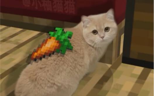 Yoyo’s so hungry she’s gnawing on the bed legs!