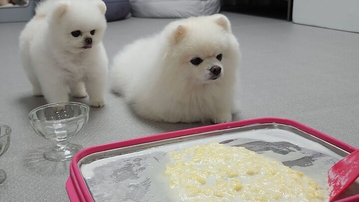 Making Stir-Fried Milk Ice Cream for Heat-Sensitive Puppies