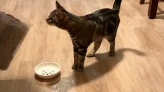 แมว: จบมื้อสุดท้าย