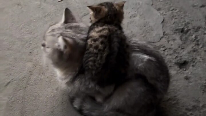 Mother Cat and Kitten