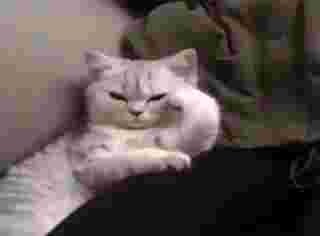 Cat gif to send your friends