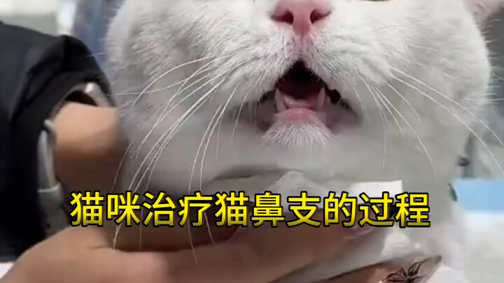 The Process of Treating Feline Upper Respiratory Infection in Cats