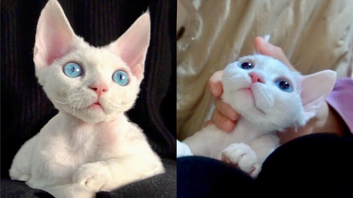 Meme: Boys should have two faces.