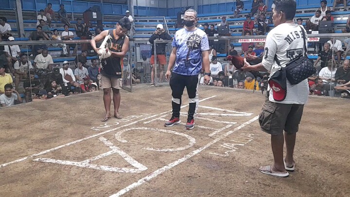 biboy line x tomson black