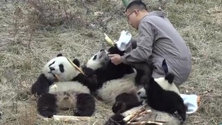 [Muốn khá nuôi heo (gấu)]Vốn ít, lãi nhanh, nửa năm xuất chuồng