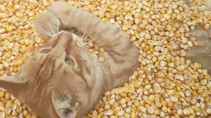 Mèo con thơm mùi ngô