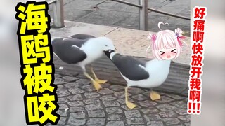 Seagulls will curse if they get bit on the butt!!!