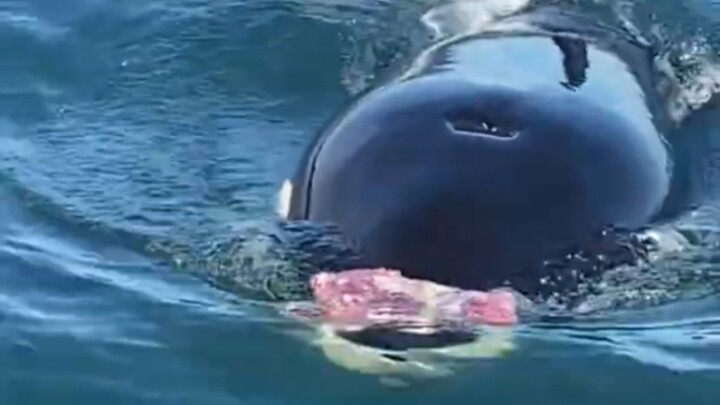 Orcas share food with humans, voluntarily coming aboard the boat.