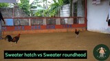 03 Sweater hatch vs Sweater roundhead | Kaizen farm