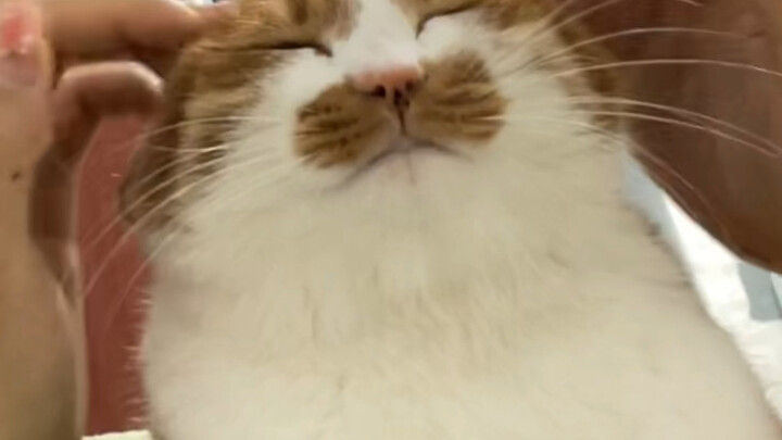 กำลังลูบแมวเหม็นตัวนี้อีกแล้ว