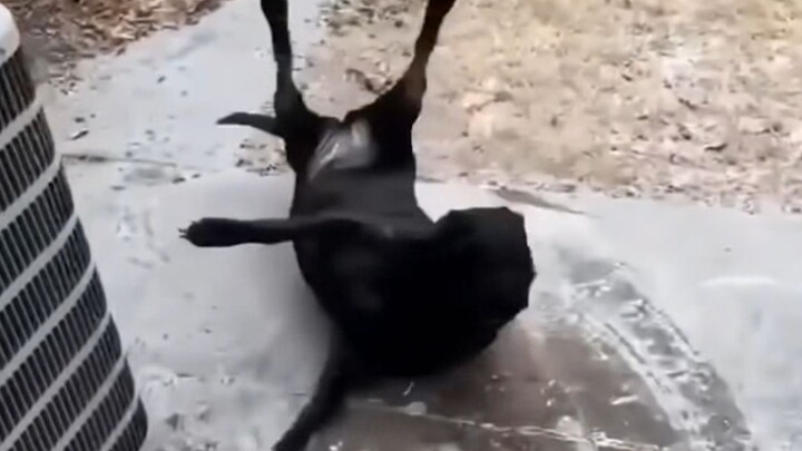 【Hành vi khó hiểu của con người】 075 Bạn đã từng thấy chó bay lên chưa?