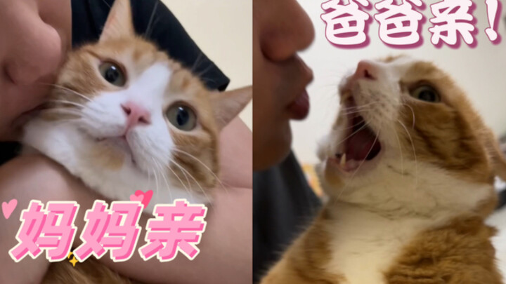 The Difference Between Mommy Cat and Daddy Cat