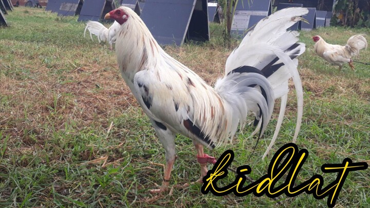 Kidlat white  ang diin mamalo