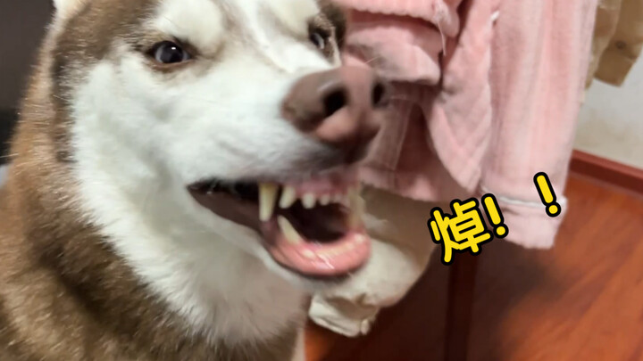 Husky: Damn it, you really only gave me a tiny bit!