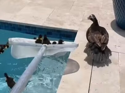 Help the little duckling find its mom!