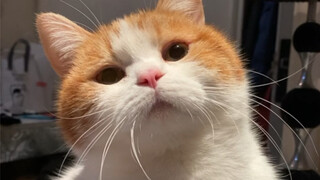 Mãi mãi yêu mèo con ngốc nghếch💘