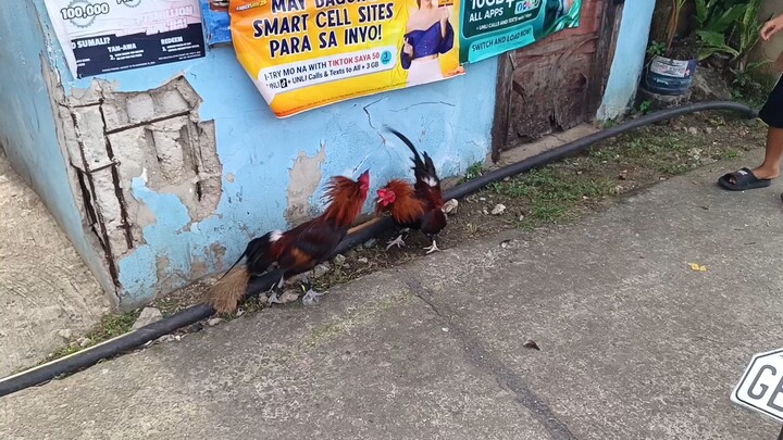 Boston Sweater VS McLean Hatch Spar