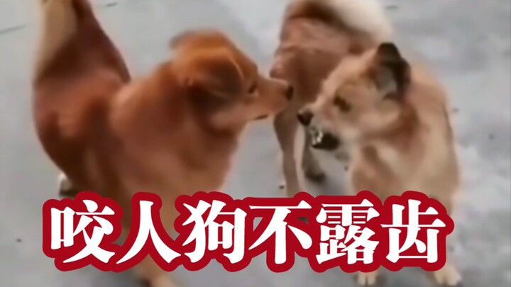 Pesta visual yang memukau: Ternyata benar, anjing yang menggigit tak menampakkan giginya!