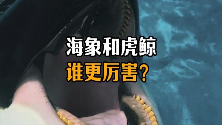 Voi biển và cá voi sát thủ, ai mạnh hơn?