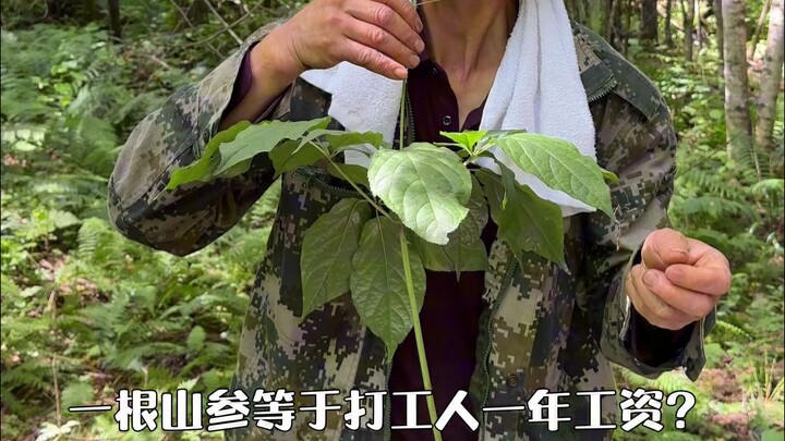 Real footage of ginseng hunting in Changbai Mountain