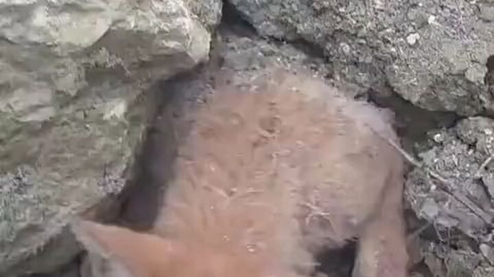 A stuck fox...