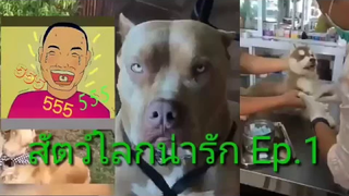 สัตว์โลกน่ารัก Ep1 ดูแล้วยิ้มได้เลยละ