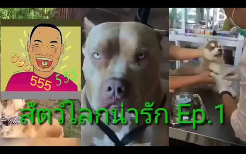 สัตว์โลกน่ารัก Ep1 ดูแล้วยิ้มได้เลยละ