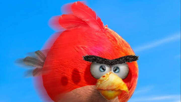 Really~ It’s not the fat red chicken