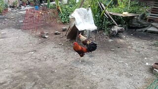 🐓