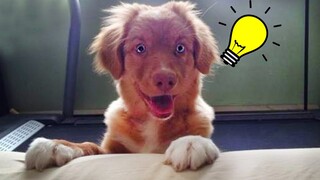 When your dog is smarter than you think - Funny Dog Videos🤣