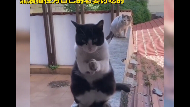Meskipun aku kucing jalanan, tapi aku sopan