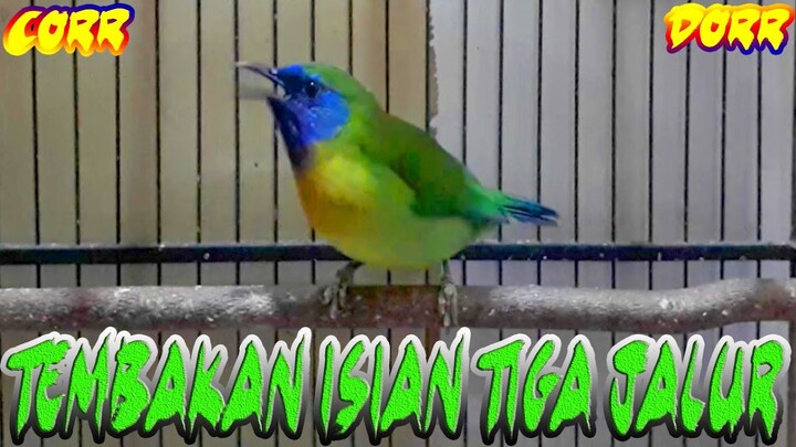 Pancingan Pemicu Burung Kicau Fighter | Kinoi Gacor Full Isian Perih...!!!
