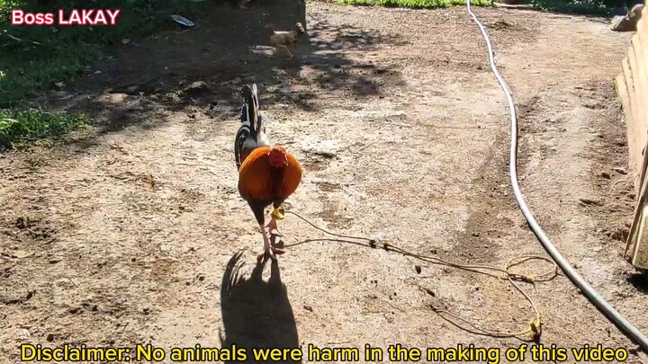 2yrs up cock,for sale,,pm lng