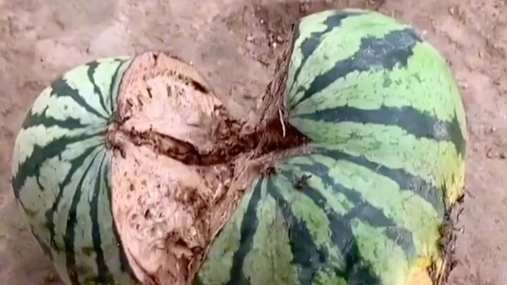 Strong Watermelon