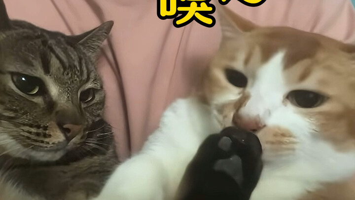 Pembaruan kali ini wajib dan tidak dapat dibatalkan.