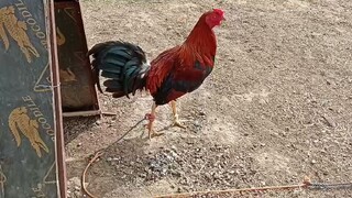 Asero Gf stag late born banded salpukan 2024