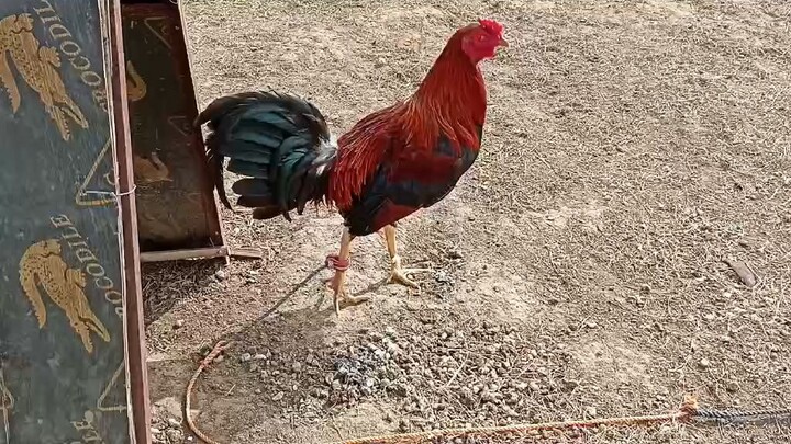 Asero Gf stag late born banded salpukan 2024