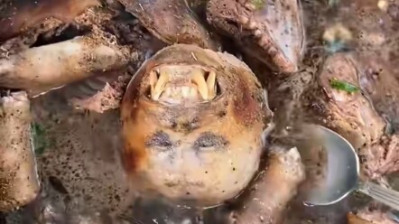 Di mana Kakak Monyet?
