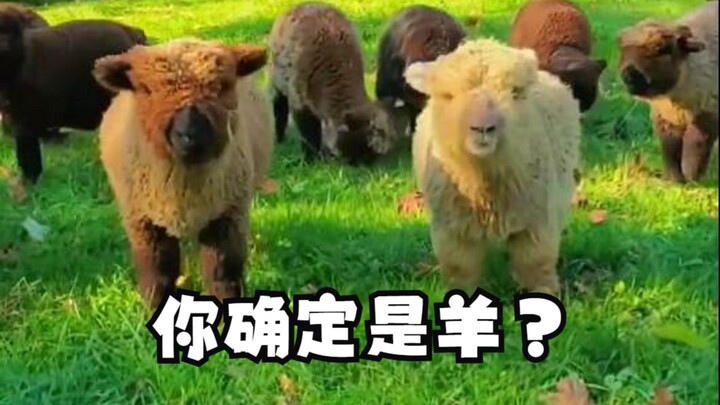 ตุ๊กตาแกะที่หน้าตาเหมือนหมีเท็ดดี้!