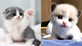 Charming & Super Cute Kittens In The World 5 Cute VN
