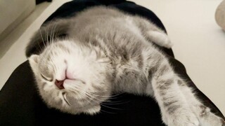 Kitten Lulu fell asleep on her stomach and couldnt move