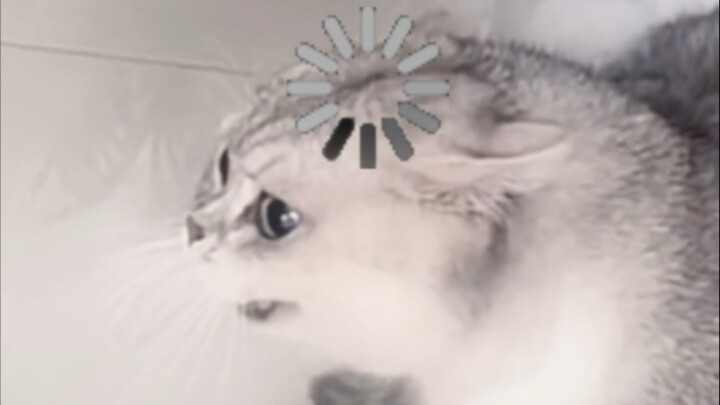 “Kucing tetap yang lama lebih berpengalaman”